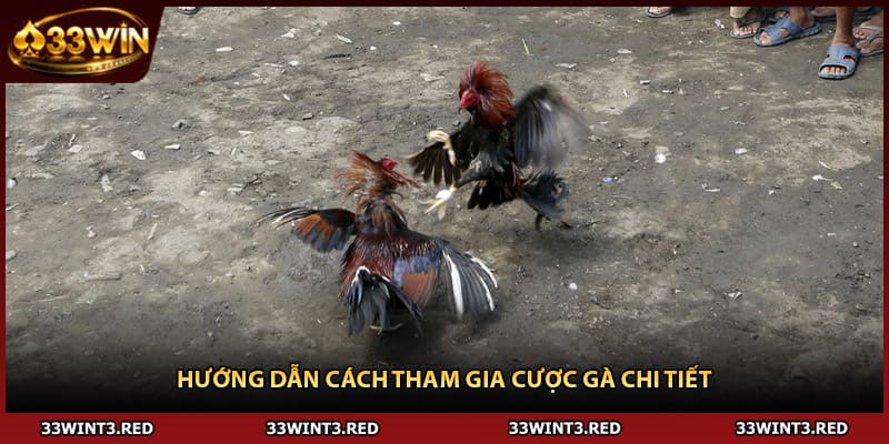Hướng dẫn cách tham gia cược gà chi tiết