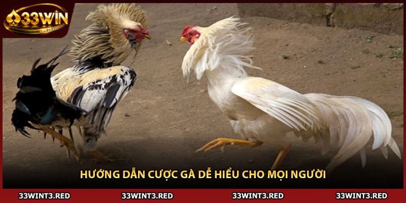 Hướng dẫn cược gà dễ hiểu cho mọi người